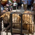 South Korean animal protection laws are intended to prevent cruelty but not dog meat consumption itself.