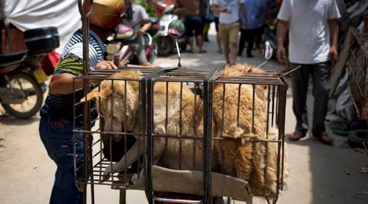 South Korean animal protection laws are intended to prevent cruelty but not dog meat consumption itself.