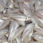 Kerala’s women-led community fish farming attracts students from Michigan State University