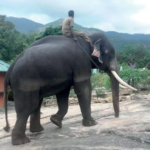 A solemn scene unfolds near Munnar as authorities respond to a wild elephant attack on an autorickshaw, highlighting the ongoing challenges of human-wildlife conflict in the region.
