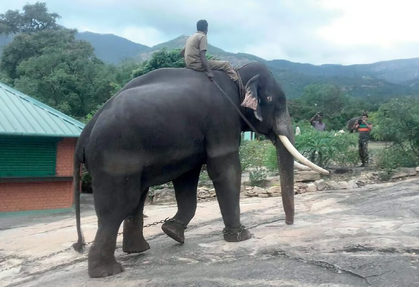A solemn scene unfolds near Munnar as authorities respond to a wild elephant attack on an autorickshaw, highlighting the ongoing challenges of human-wildlife conflict in the region.