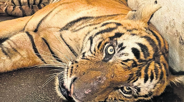 After an arduous road trip from Kenichira in Wayanad to the capital city, the 10-year-old male tiger which gave sleepless nights to residents rests at the Thiruvananthapuram zoo