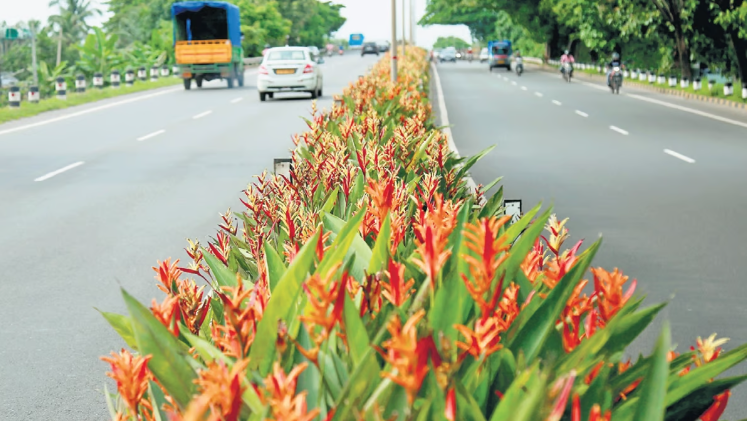 Beautiful flowers give a treat to the eyes as one rides along the NH 66 bypass section from Aroor