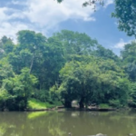 About 95% of the Kuttampuzha panchayat is either forest or waterbodies.