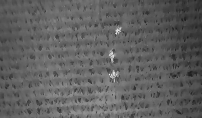 Thermal drone captures rescuers finding a 3-year-old boy in a dark cornfield in Alto, Wisconsin.