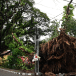 Uprooted tree blocking a road in Fort Kochi during heavy monsoon rains.