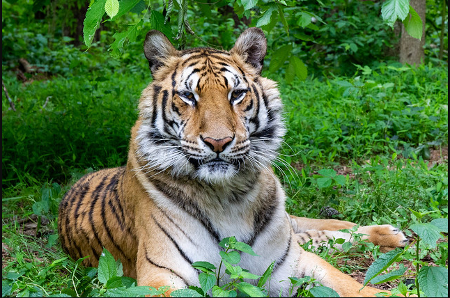 Tiger